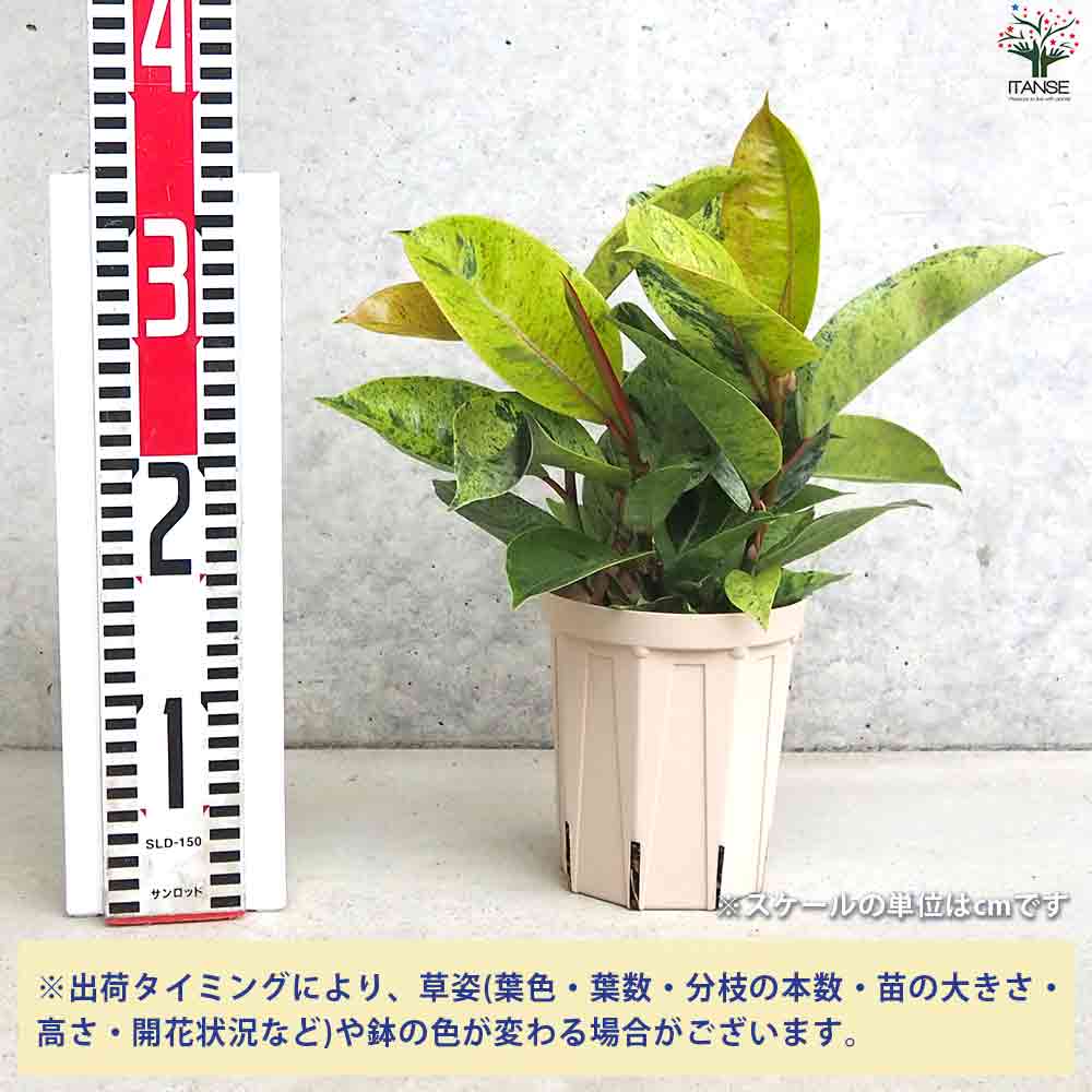 観葉植物 フィカス・ジン 【観葉植物 4号鉢】