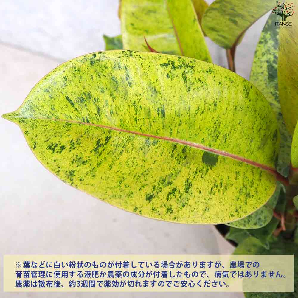 観葉植物 フィカス・ジン 【観葉植物 4号鉢】｜ 【植物のITANSE