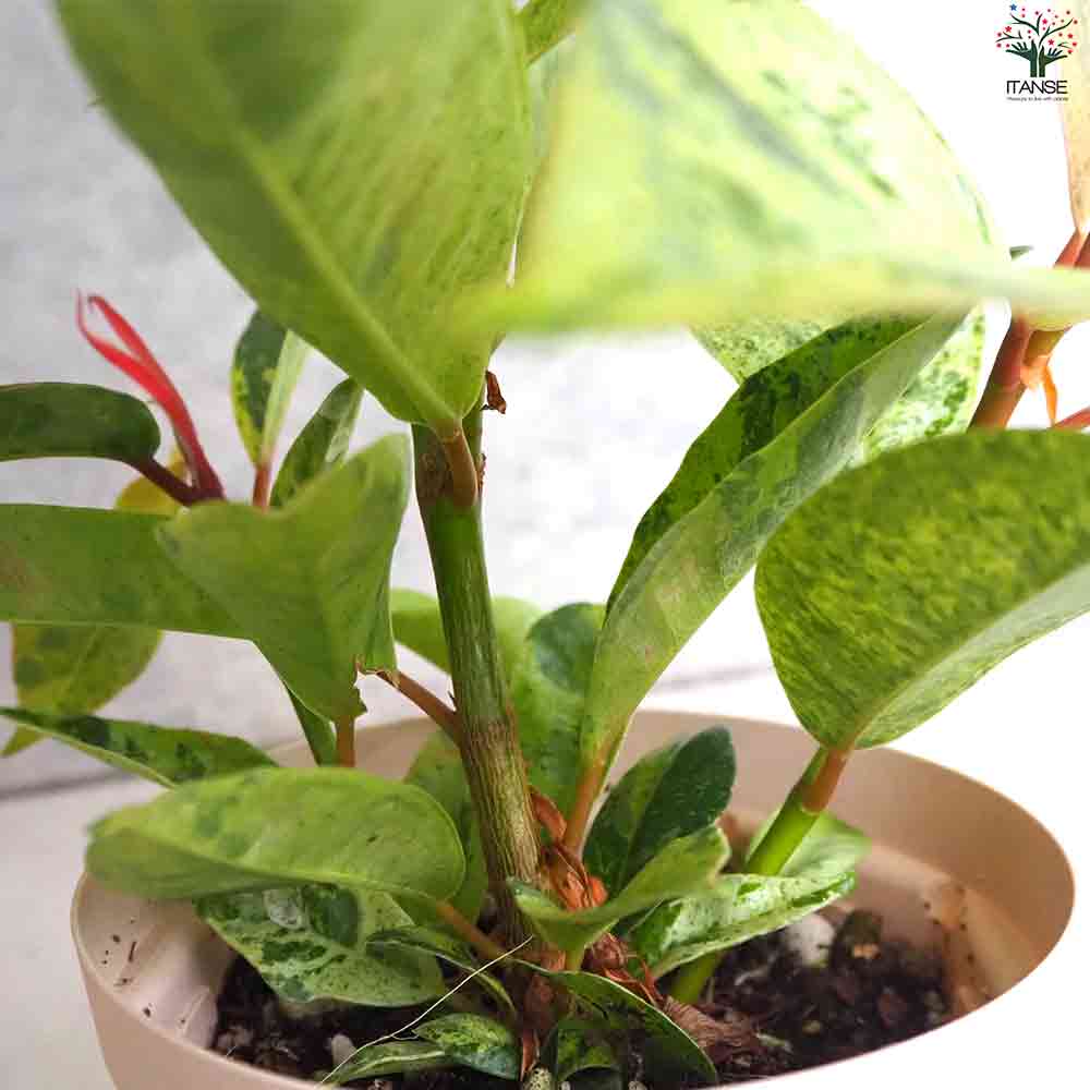 観葉植物 フィカス・ジン 【観葉植物 4号鉢】