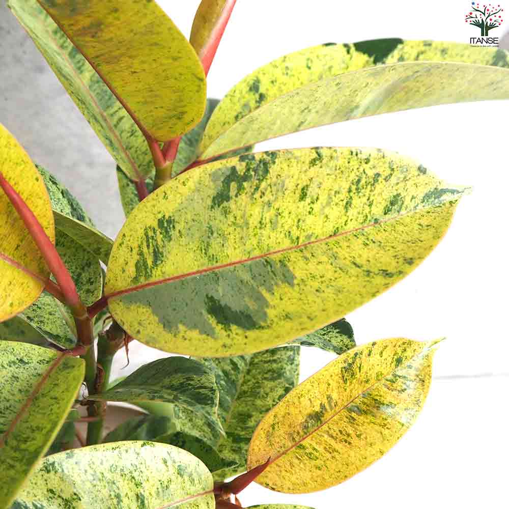 観葉植物 フィカス・ジン 【観葉植物 4号鉢】｜ 【植物のITANSE
