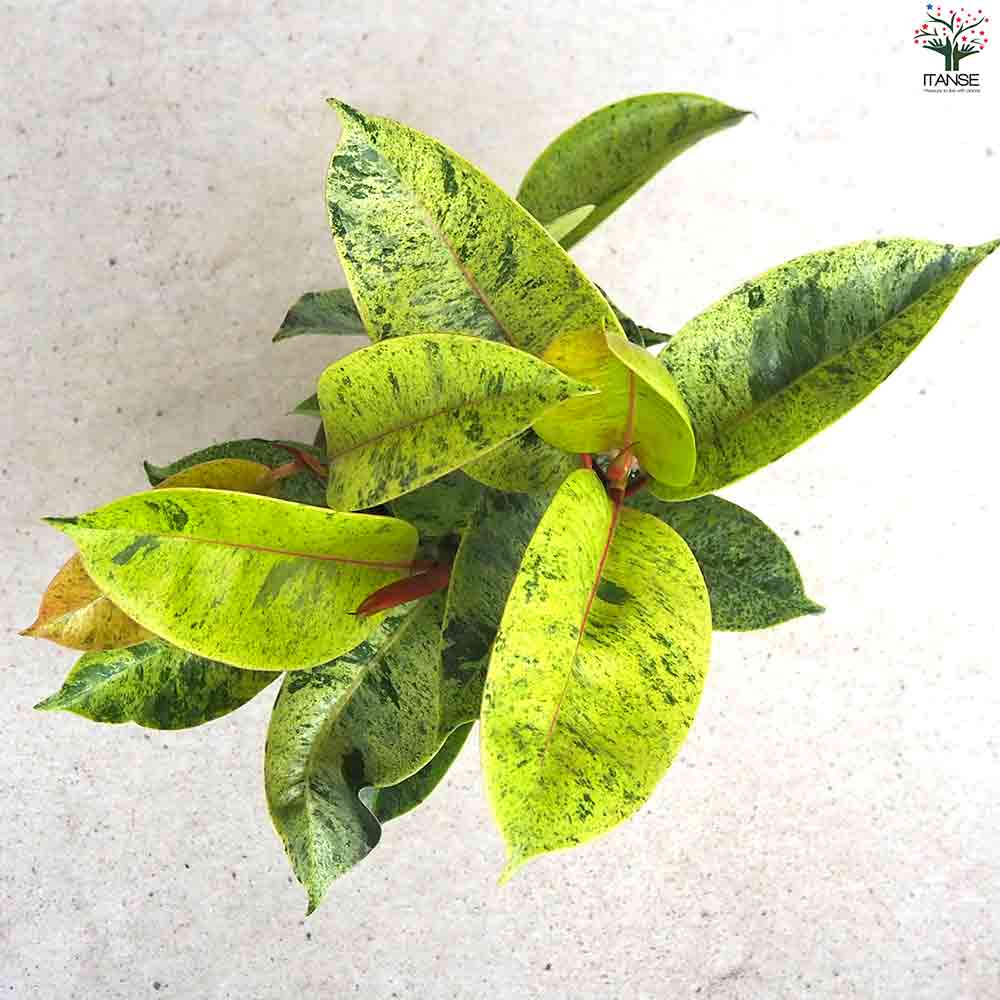 観葉植物 フィカス・ジン 【観葉植物 4号鉢】｜ 【植物の