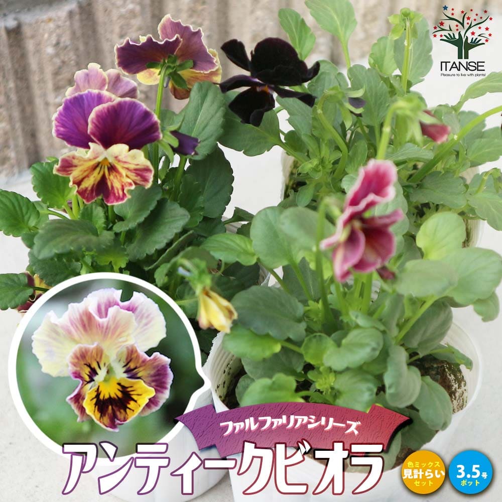 アンティークビオラ・ファルファリアシリーズ／色ミックス2個～【花苗 3号ロングポット苗】