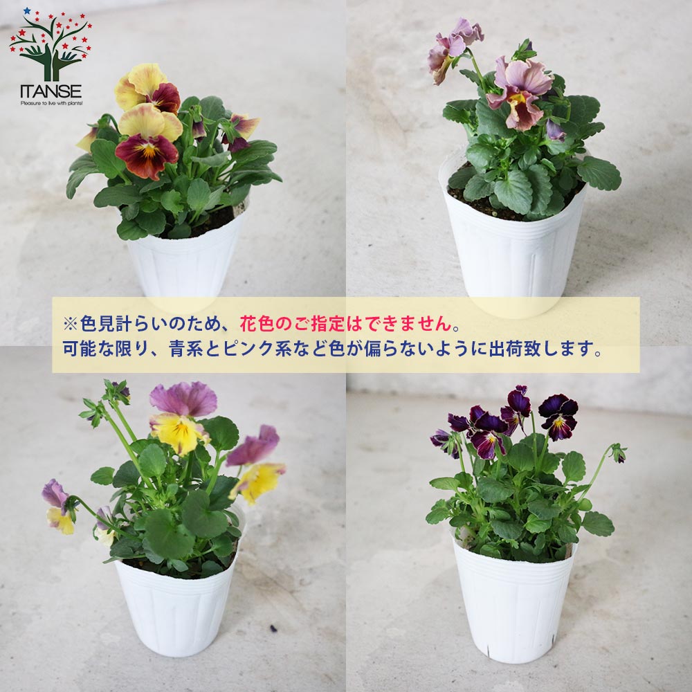 アンティークビオラ・ファルファリアシリーズ／色ミックス2個～【花苗 3号ロングポット苗】
