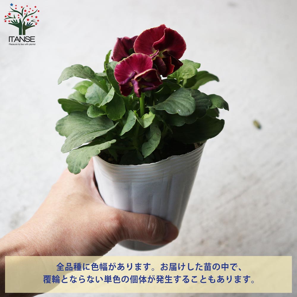 アンティークビオラ・ファルファリアシリーズ／色ミックス2個～【花苗 3号ロングポット苗】