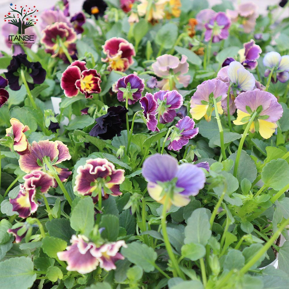 アンティークビオラ・ファルファリアシリーズ／色ミックス2個～【花苗 3号ロングポット苗】