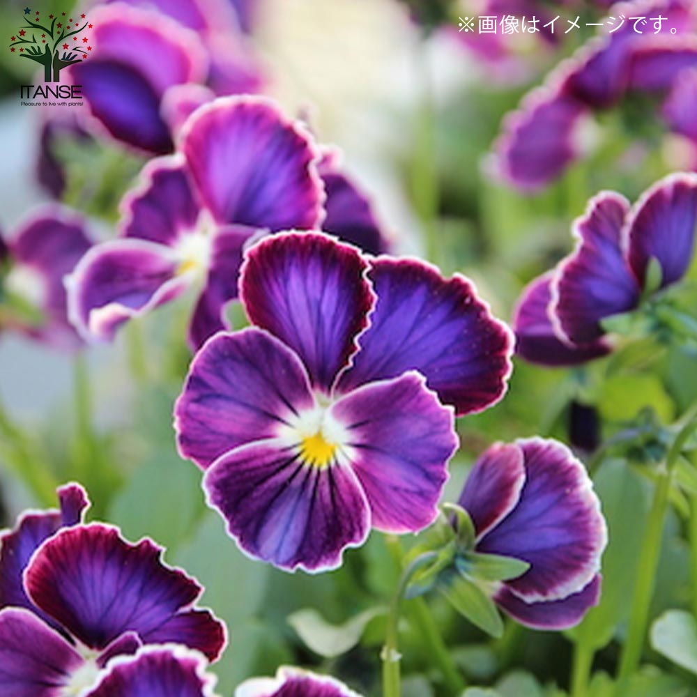 アンティークビオラ・ファルファリアシリーズ／色ミックス2個～【花苗 3号ロングポット苗】