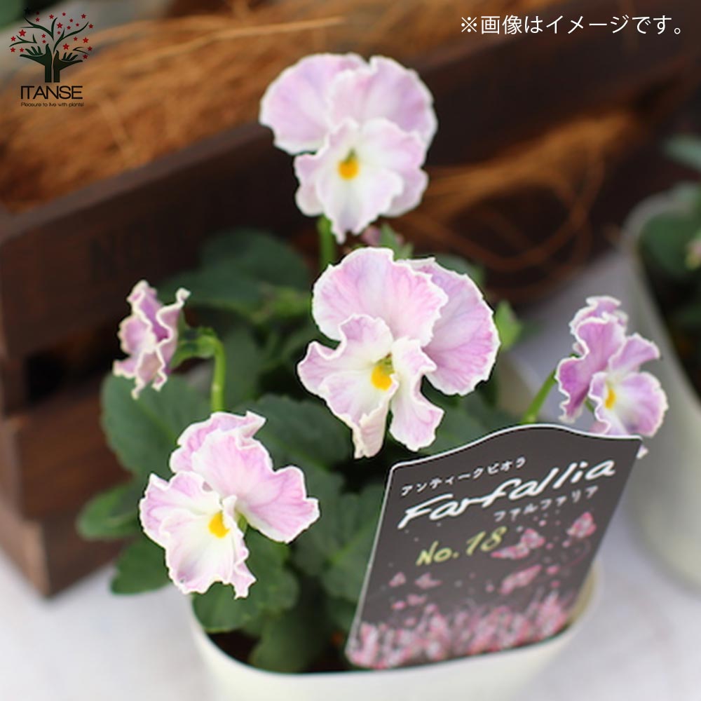 アンティークビオラ・ファルファリアシリーズ／色ミックス2個～【花苗 3号ロングポット苗】