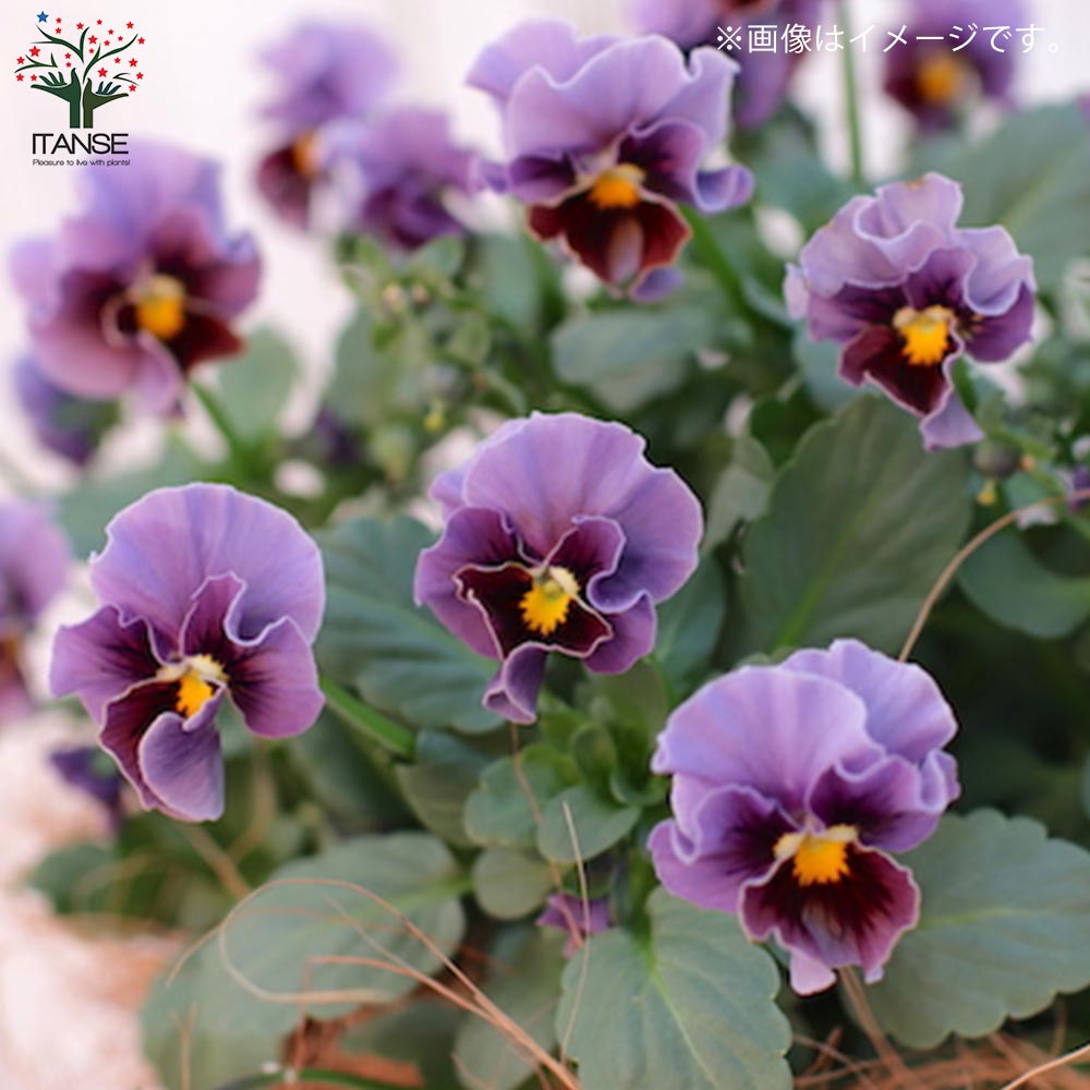 アンティークビオラ・ファルファリアシリーズ／色ミックス2個～【花苗