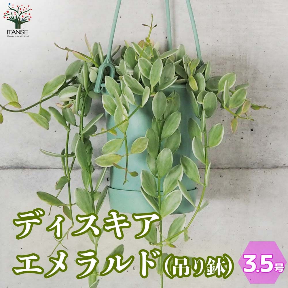 ディスキディア エメラルド【観葉植物 3.5号吊り鉢】｜ 【植物の