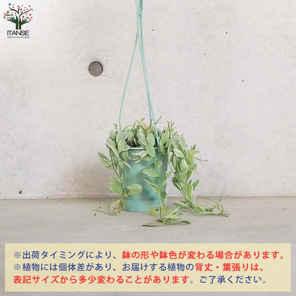 ディスキディア エメラルド【観葉植物 3.5号吊り鉢】｜ 【植物の