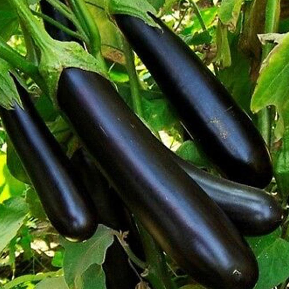 夏植えすずなりとげ無しなす(中長ナス)2個～【野菜苗 9cmポット自根苗