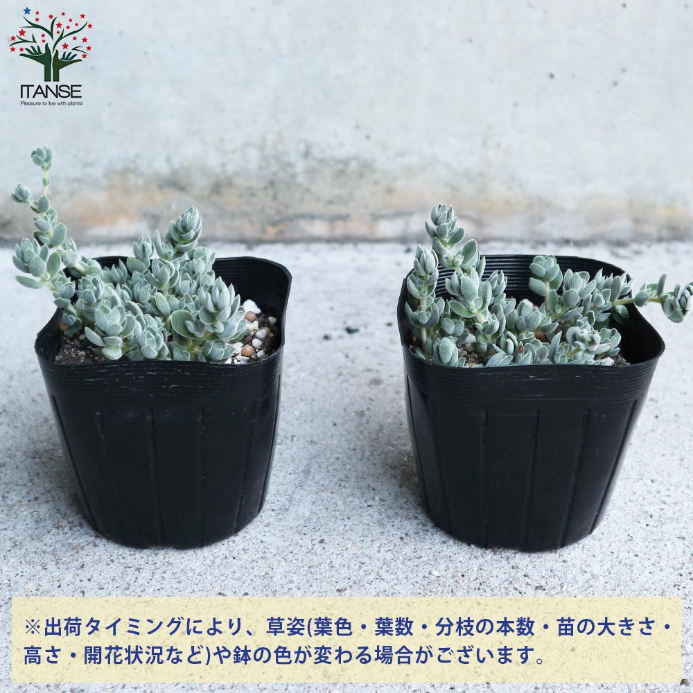 クラッスラ・レモータ 【多肉植物 2.5～3号ポット苗 グランドカバー苗