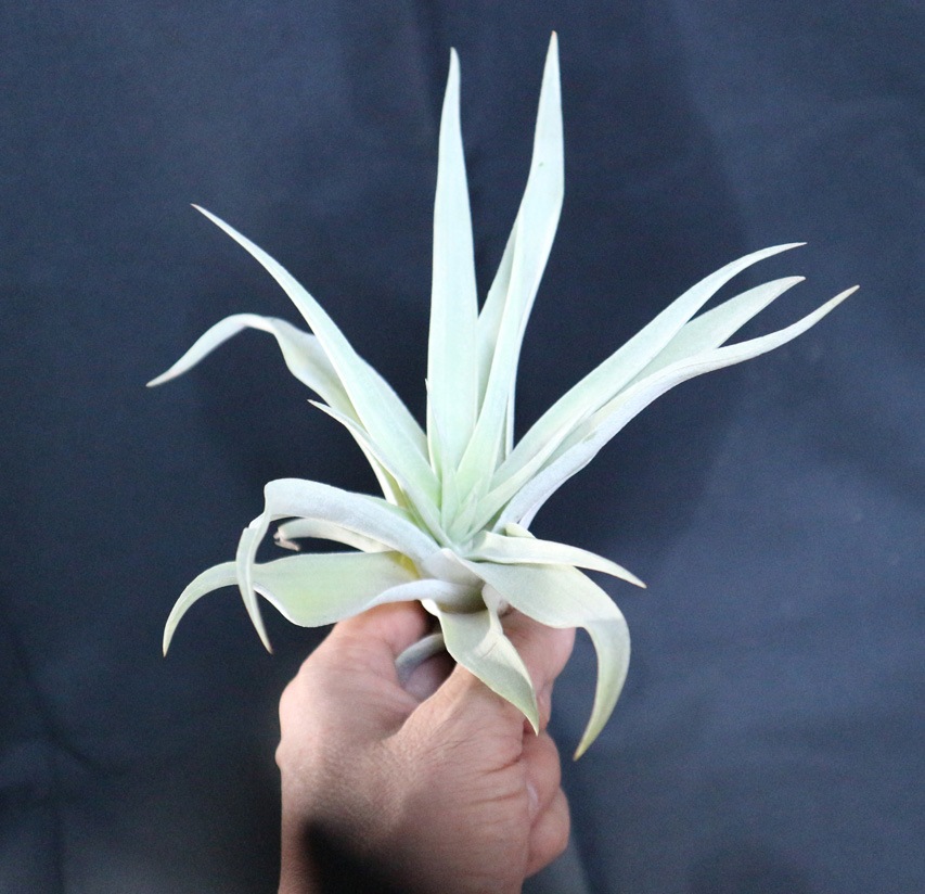 Itanse良品ｾﾚｸﾄ通販