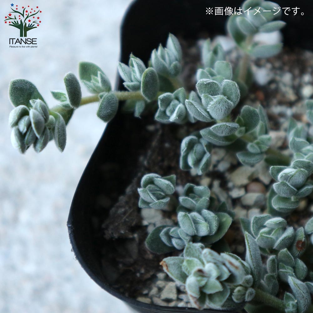 多肉植物　ディビット　① 多肉植物 ディビット ① デイビット : Cacto-Loco - 通販