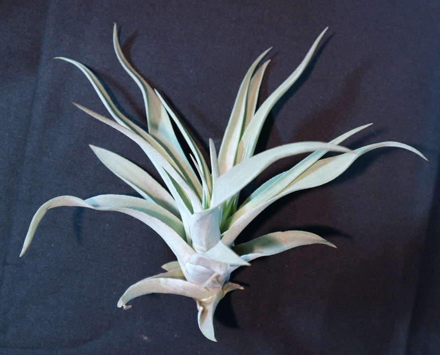 Itanse良品ｾﾚｸﾄ通販