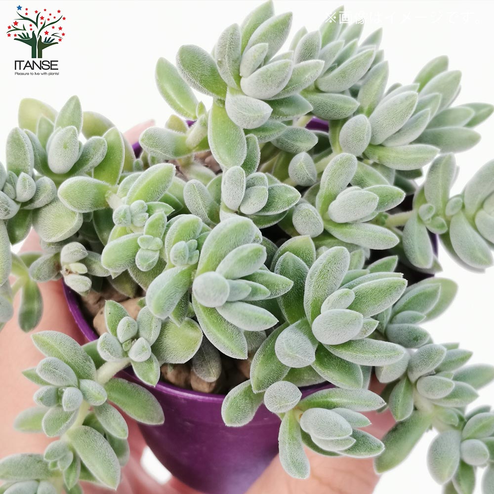 Top【選抜株】多肉植物　23487グレーズド　バーズ 105個　プラグトレー苗 Top【選抜株】多肉植物 23439レジェンド 105個 プラグトレー苗 注文