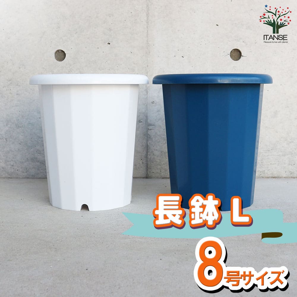 長鉢 【資材 8号】｜ 【植物のITANSE】全品送料無料・即出荷!