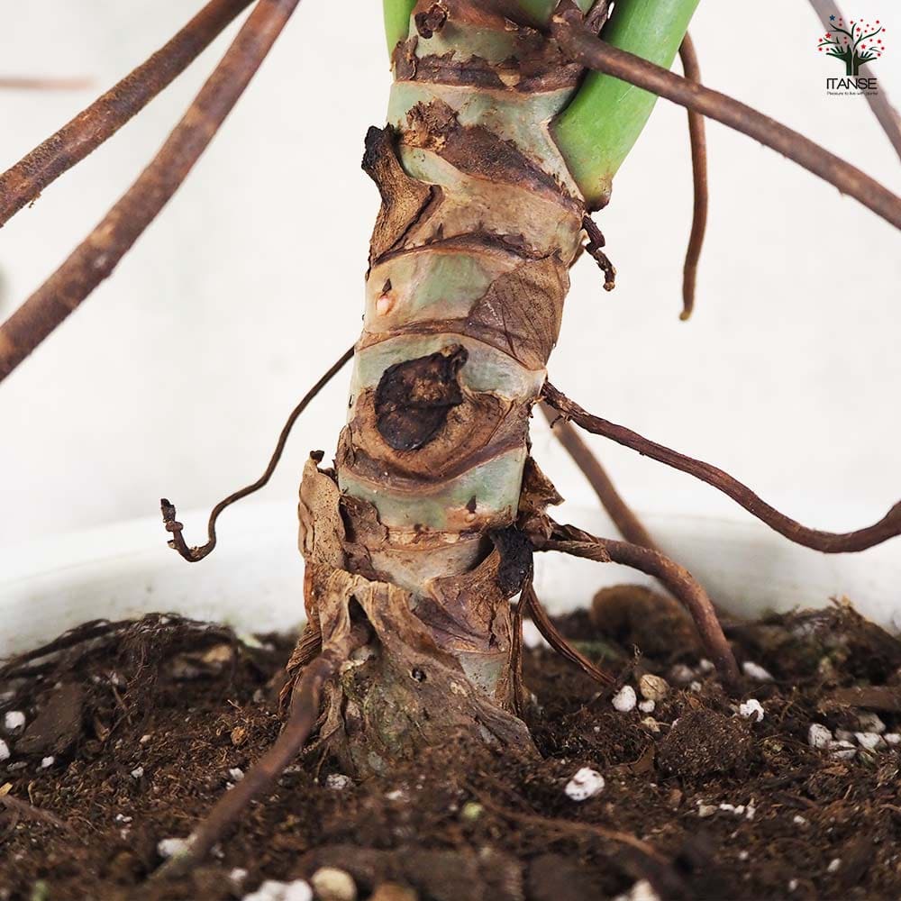 フィロデンドロン バーキン 【観葉植物 7号鉢／1個売り】｜ 【植物の