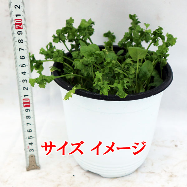 カーリー&マスタード クレソンの大苗”繰り返し何回も収穫可能!【野菜苗