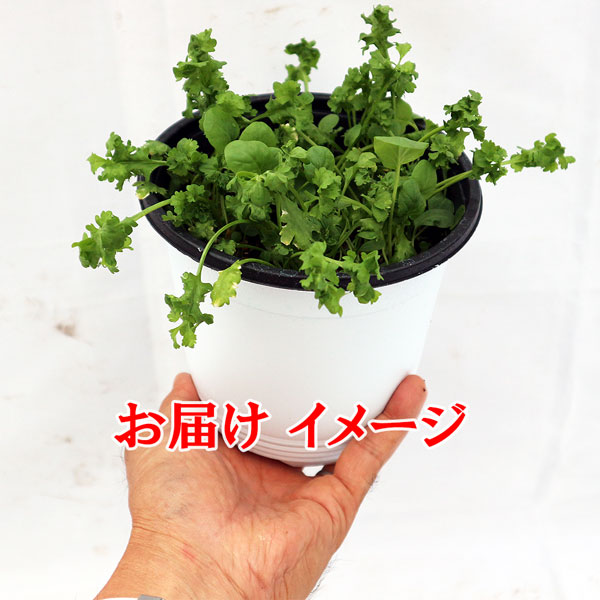 カーリー&マスタード クレソンの大苗”繰り返し何回も収穫可能!【野菜苗