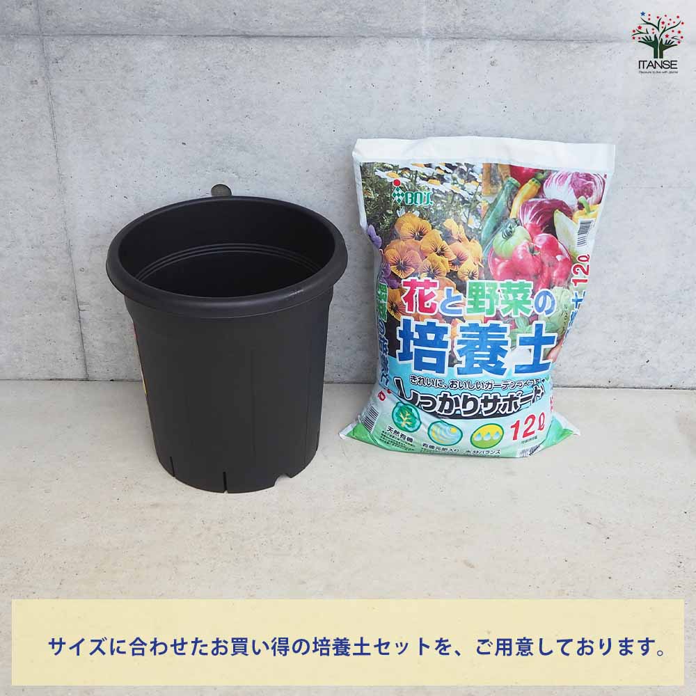 植木鉢 果樹鉢【プラ鉢】｜ 【植物のITANSE】全品送料無料