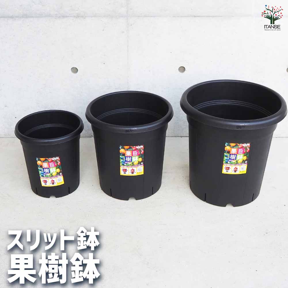 植木鉢 果樹鉢【プラ鉢】｜ 【植物のITANSE】全品送料無料・即出荷!