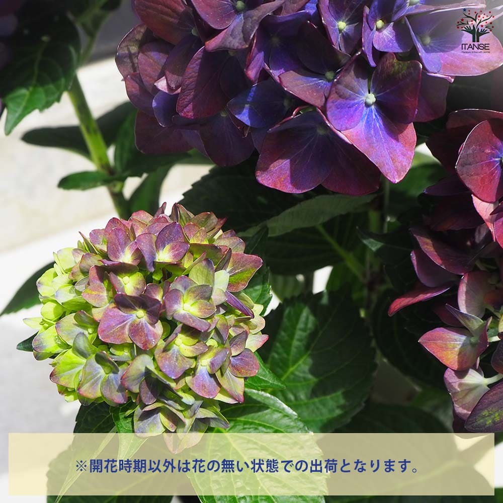 アジサイ マジカルチョコレートパープル 【花木苗 5号鉢／1個売り