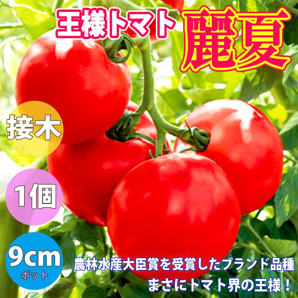 人気の接木苗 桃太郎トマト3品種＆王様トマト各1個セット セット品種：ホーム桃太郎トマトEX・桃太郎セレクト・桃太郎ファイト・麗夏【野菜苗 9cmポット接ぎ木苗 各1個/合計4個】