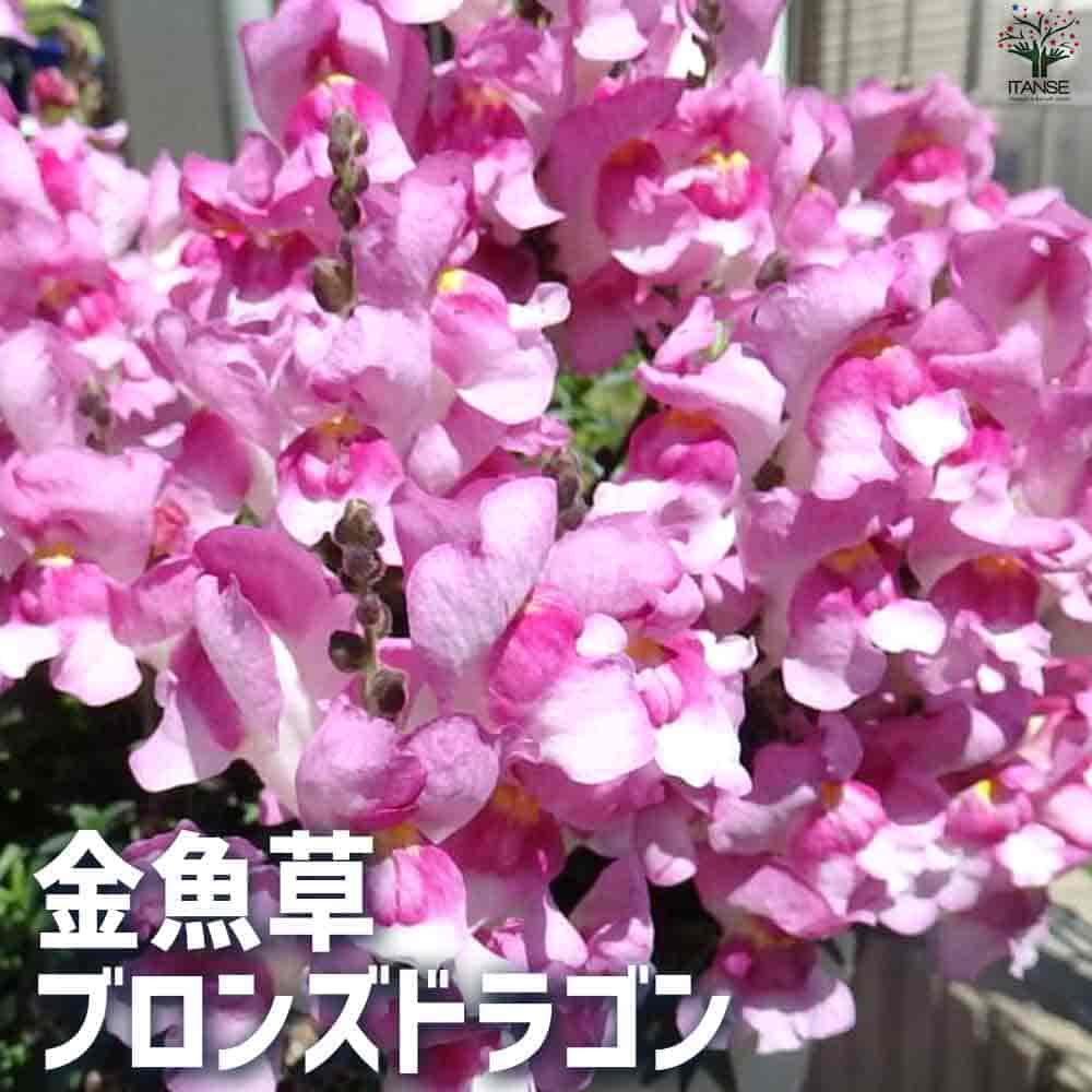 金魚草 ブロンズドラゴン 【花苗 3.5号ポット】