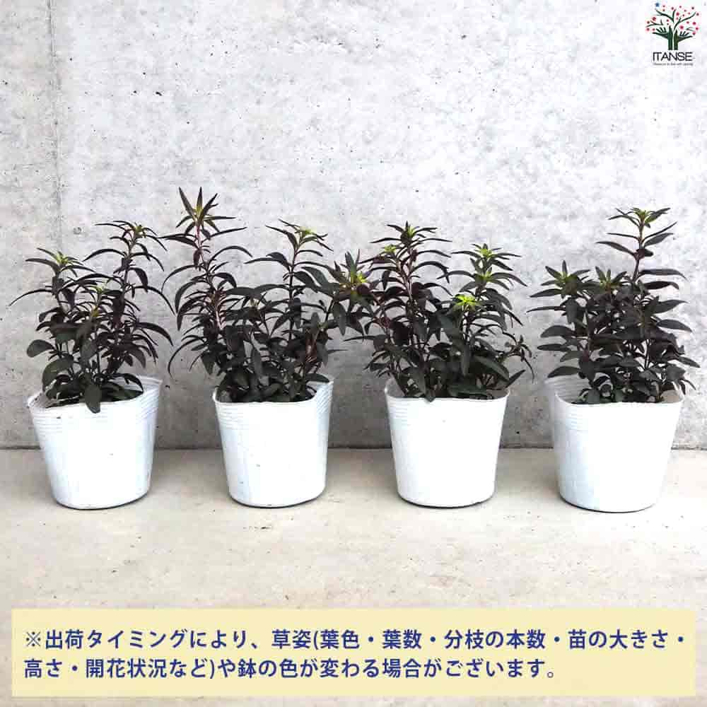 金魚草 ブロンズドラゴン 【花苗 3.5号ポット】
