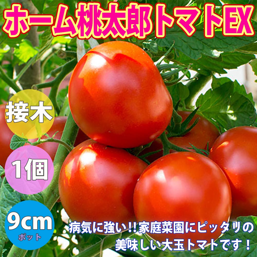 【今だけお買い得❗️】トマト苗　桃太郎　〜　プラグ苗100苗　〜 今だけお買い得❗️】トマト苗 桃太郎 〜 プラグ苗100苗 〜