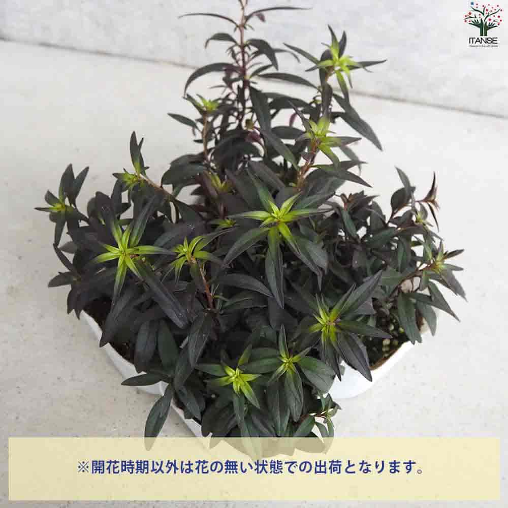 金魚草 ブロンズドラゴン 【花苗 3.5号ポット】