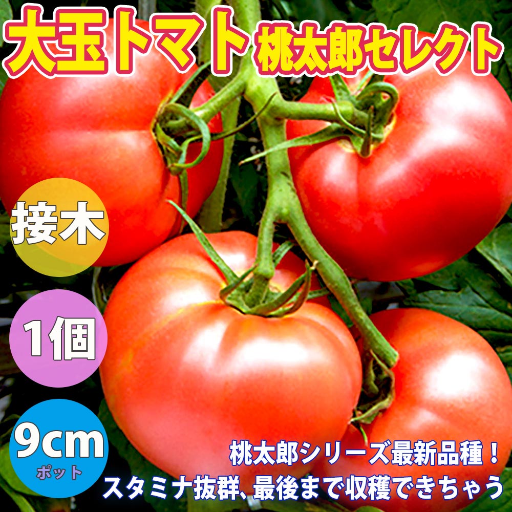 トマト苗9cm→発送縮小7.5cm、 ポット切断加工　トマト桃太郎5/12改定 トマト苗9cm→発送縮小7.5cm、 ポット切断加工 トマト桃太郎5/12改定