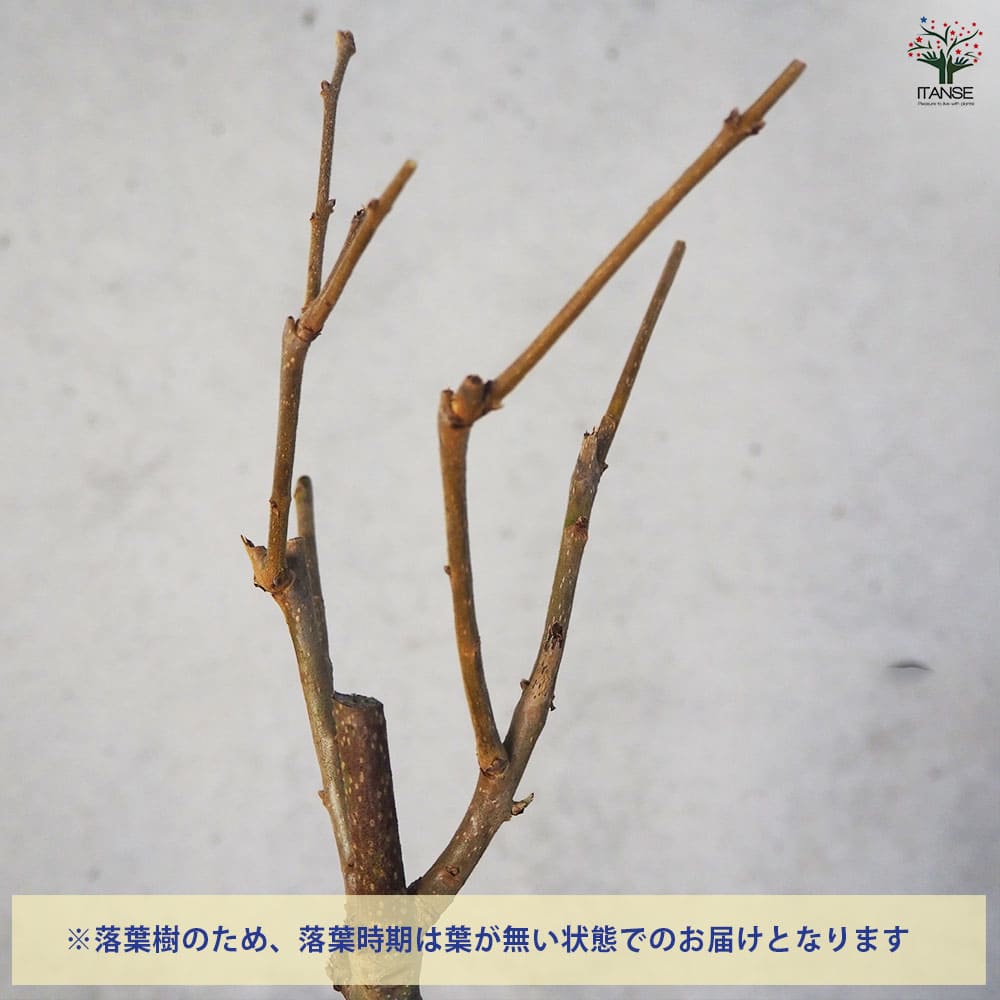 Sarga Orias 挿木苗 【親木結実確認済】 柿 太雅 【果樹の苗木 4号 1年生接木苗】｜ 【植物の