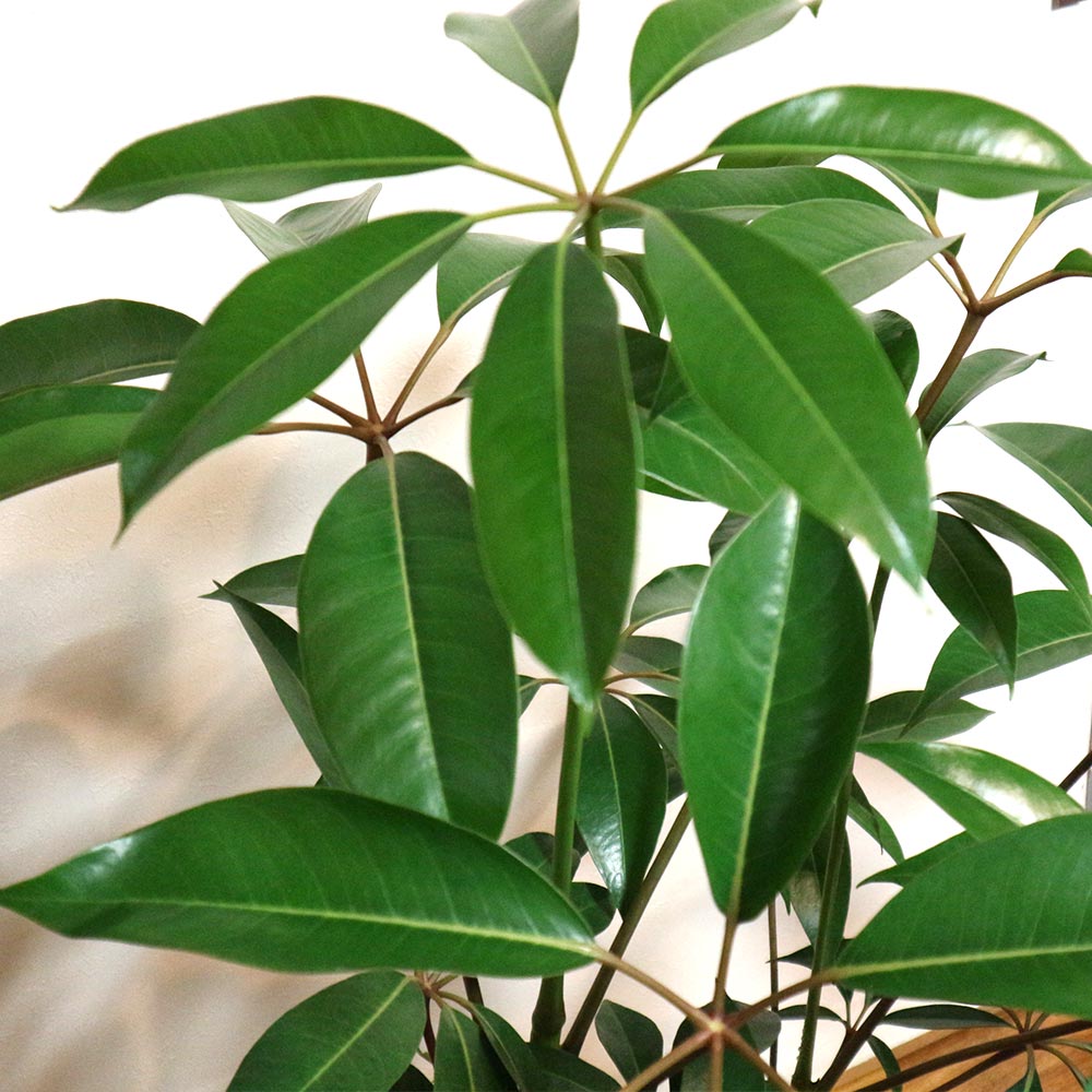 ツピタンサス　12 ツピタンサス【大型 観葉植物 8号鉢／2～3本立ち1個】｜ 【植物