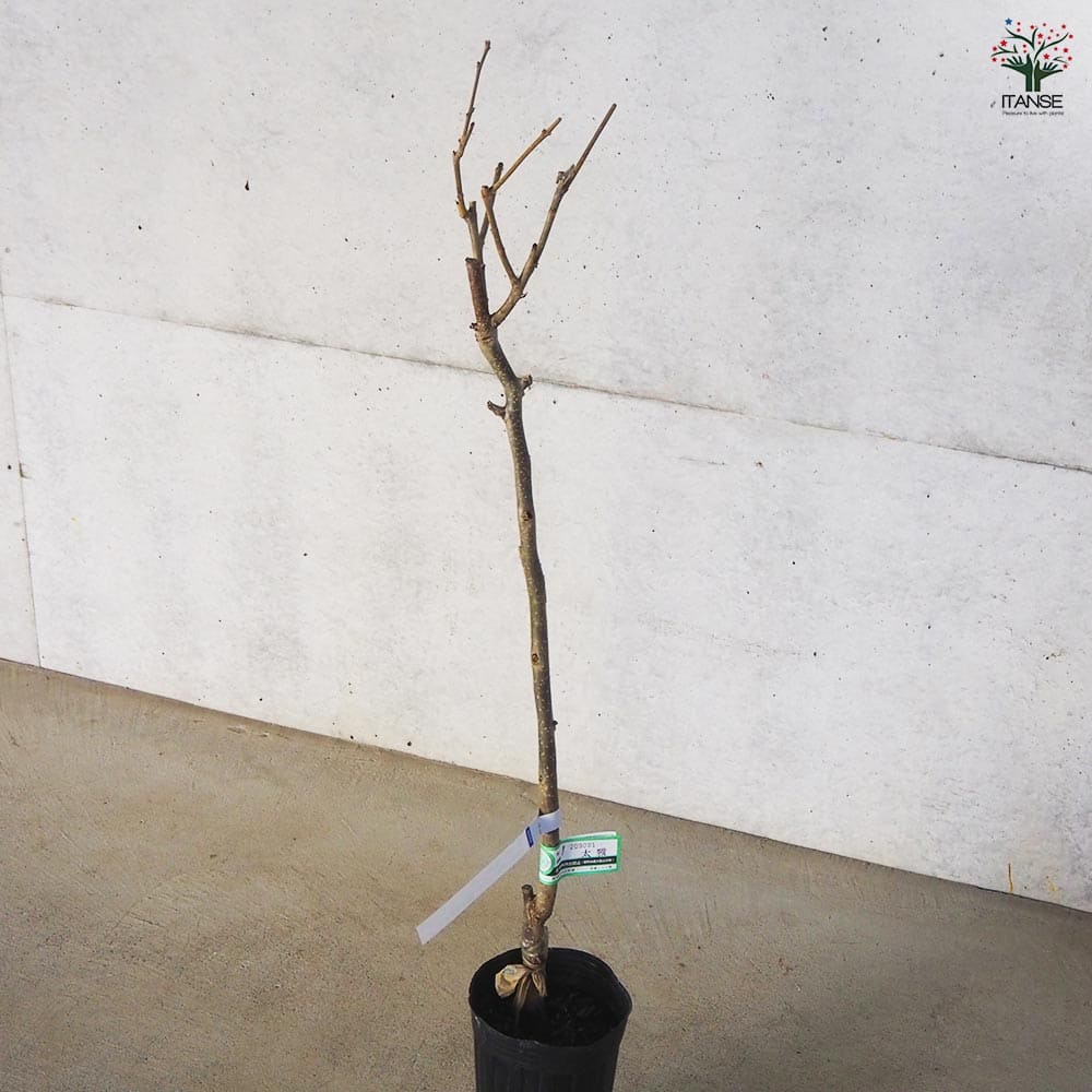 Sarga Orias 挿木苗 【親木結実確認済】 柿 太雅 【果樹の苗木 4号 1年生接木苗】｜ 【植物の