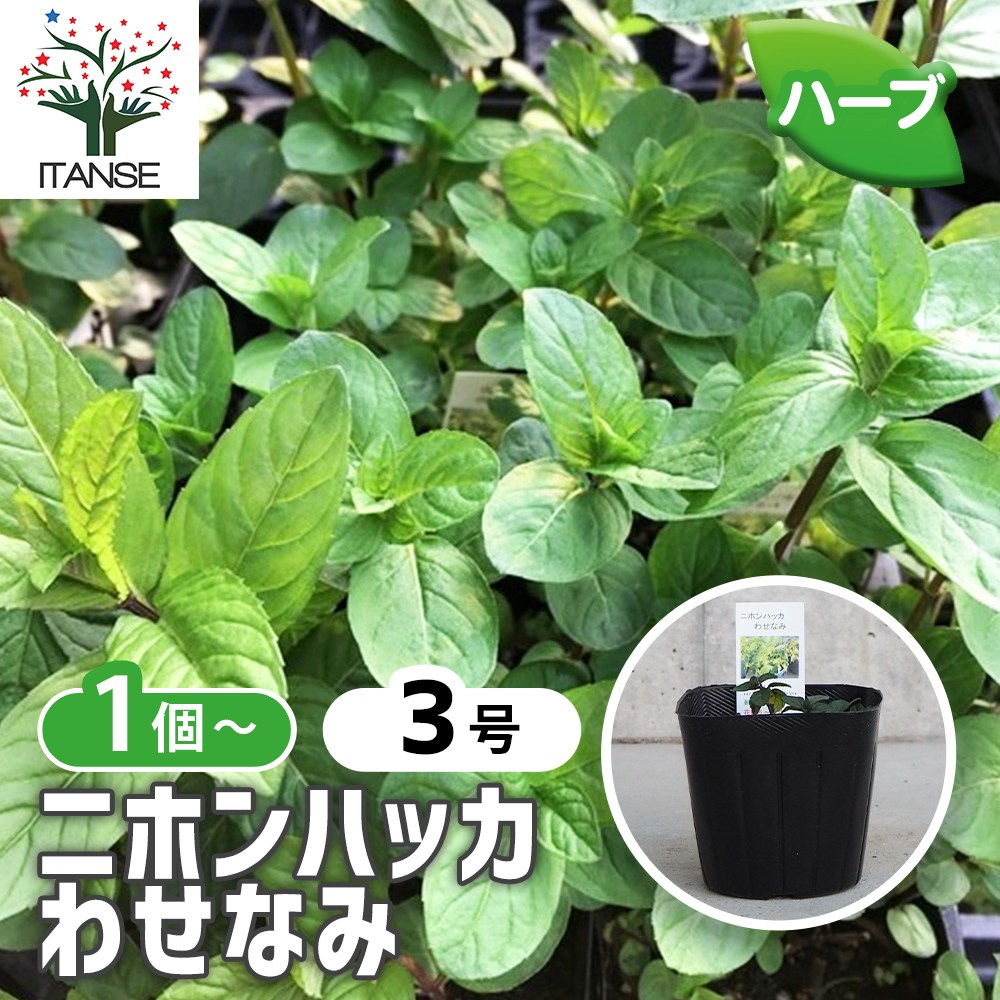 ニホンハッカ わせなみ【ハーブ苗9cmポット／1個～】｜ 【植物の