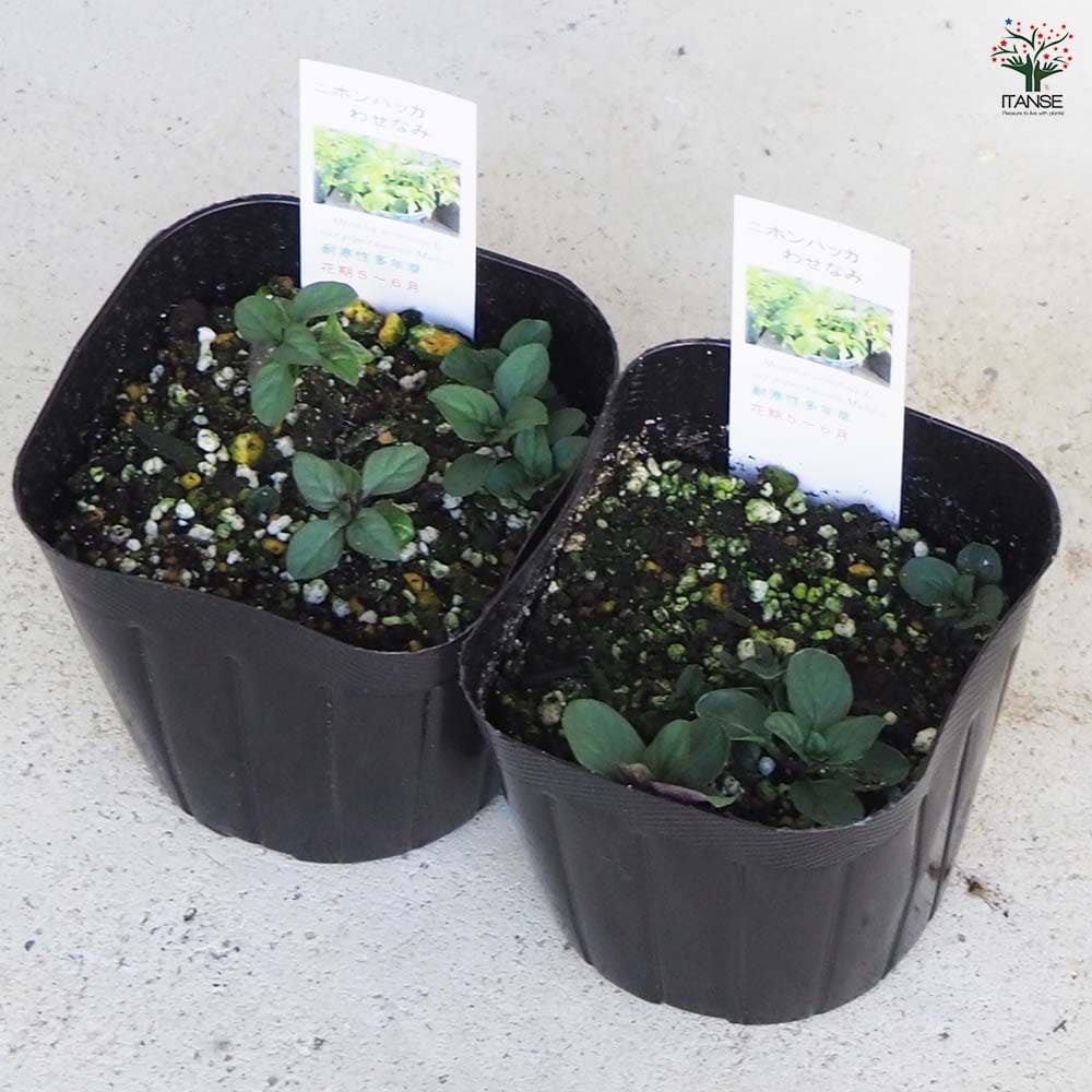 ニホンハッカ わせなみ 【ハーブの苗 9cmポット／1個～】｜ 【植物の