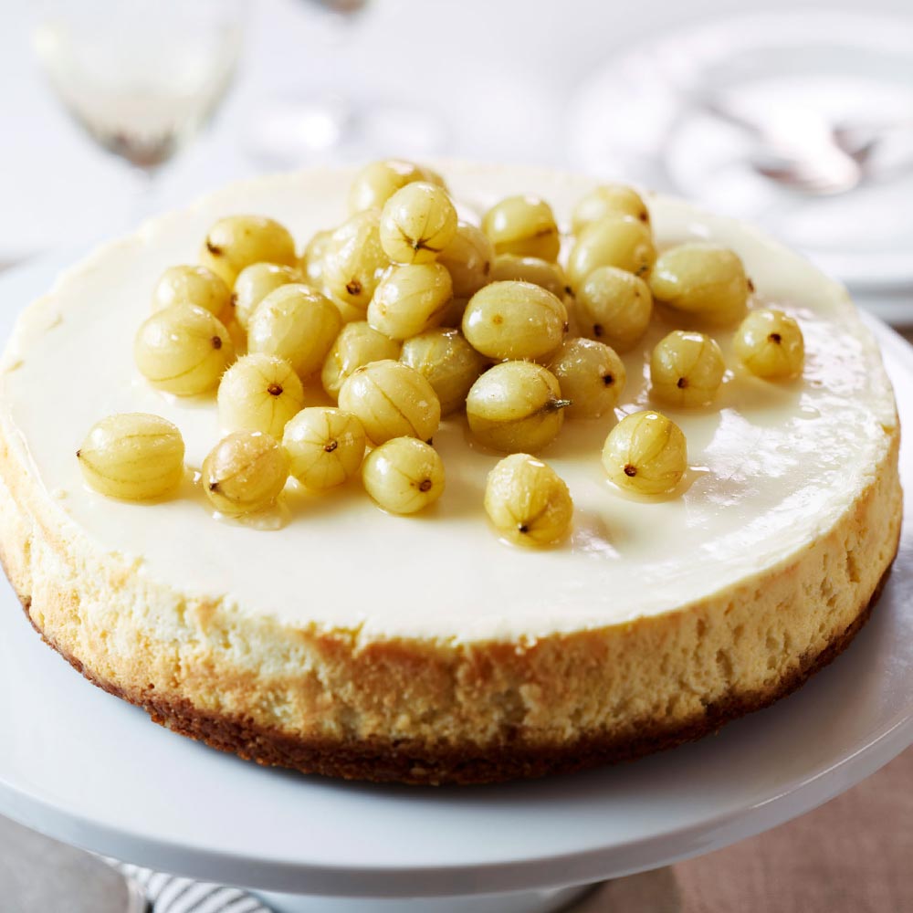 グーズベリーの苗木【果樹苗 2年生 挿木苗12cmポット／1個】｜ 【植物