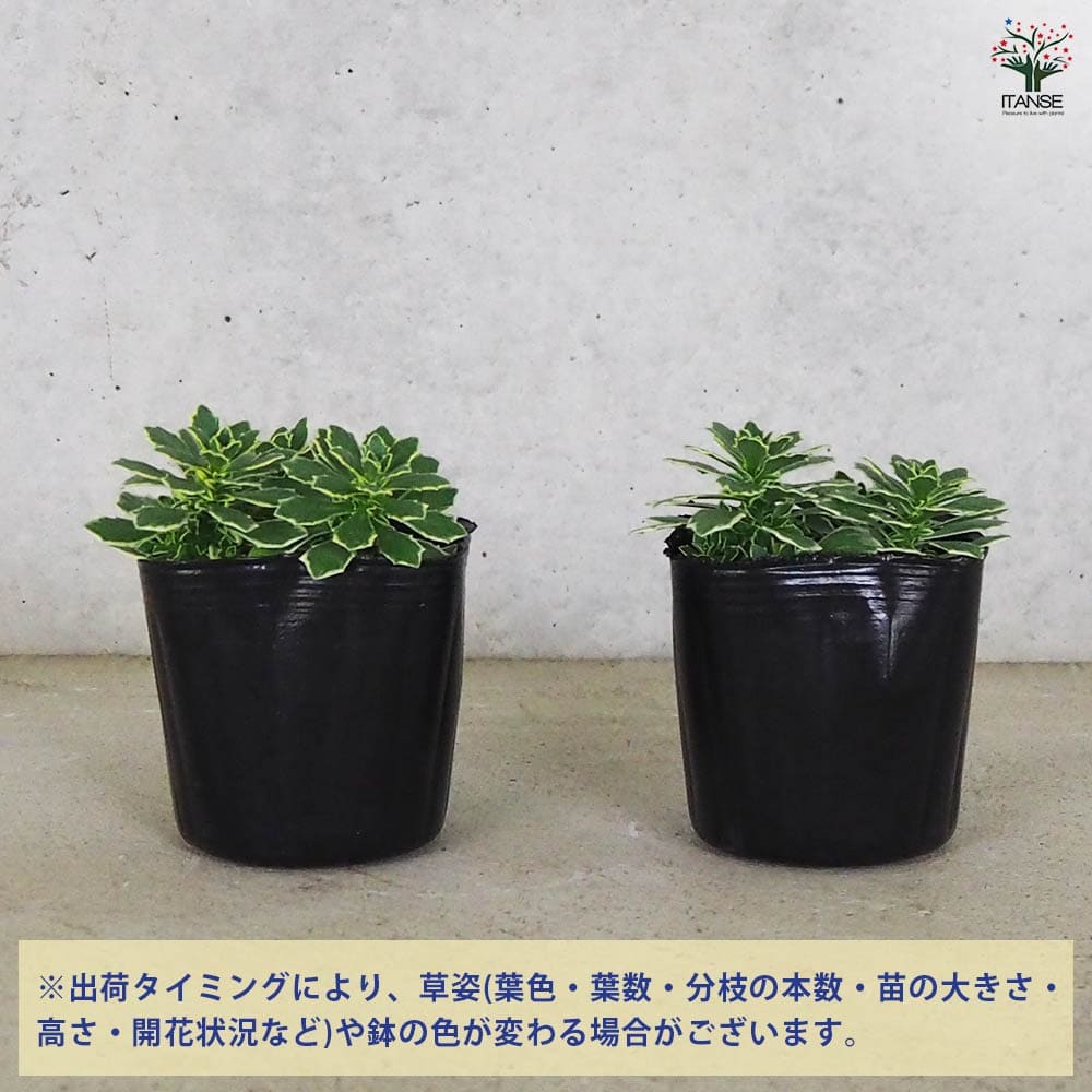 オーブリエチア　バリエガータ　斑入り 斑入オーブリエチア バリエガータ 【花苗 3号ポット】｜ 【植物