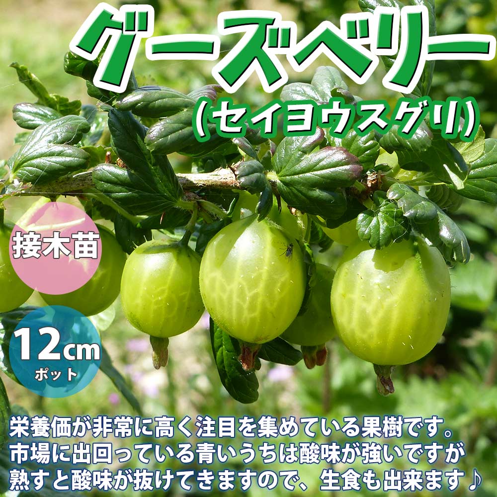 グーズベリーの苗木【果樹苗／12cmポット挿木苗／1個】｜ 【植物の 