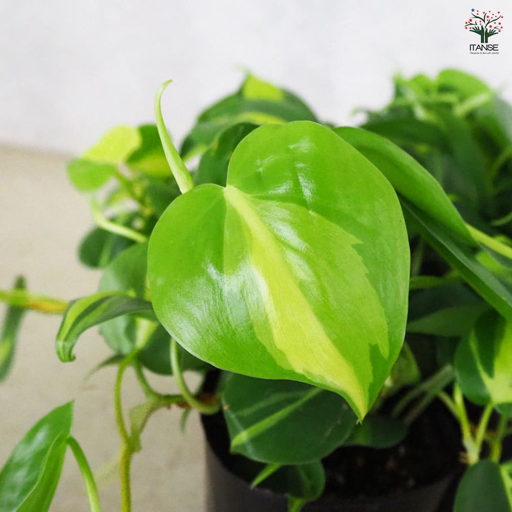 フィロデンドロンA カット苗 観葉植物 （➀【現品出荷・カッコいい観葉 