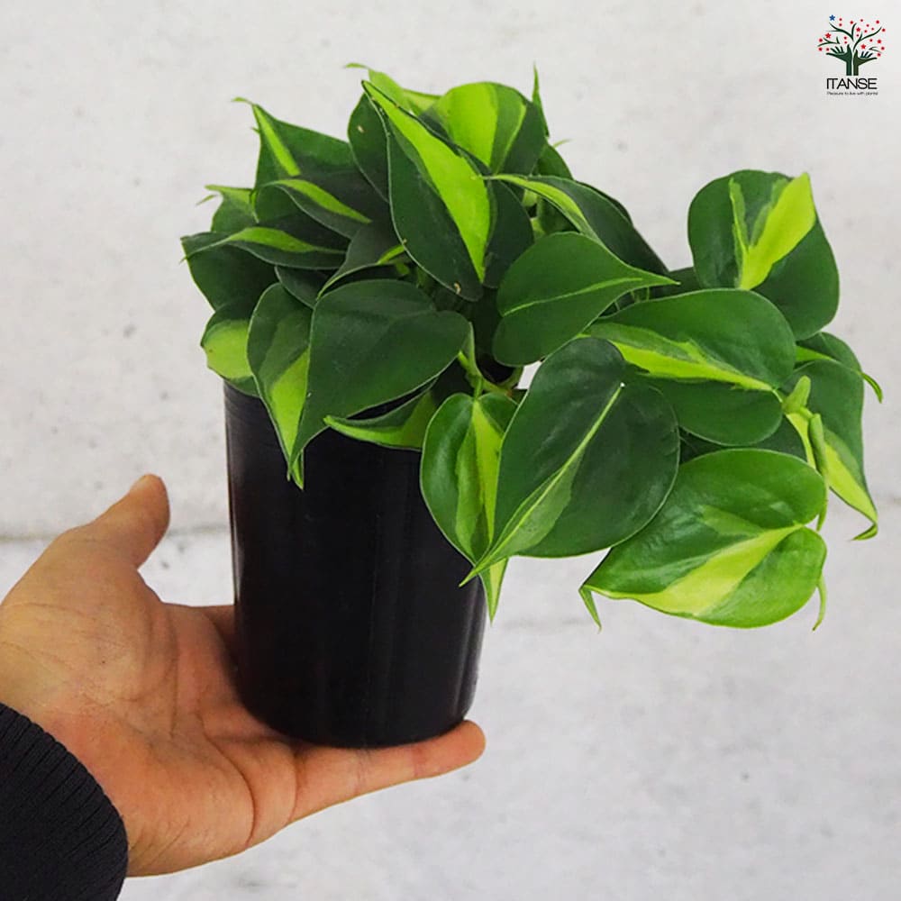 フィロデンドロン ブラジル 【観葉植物 3号】｜ 【植物のITANSE 