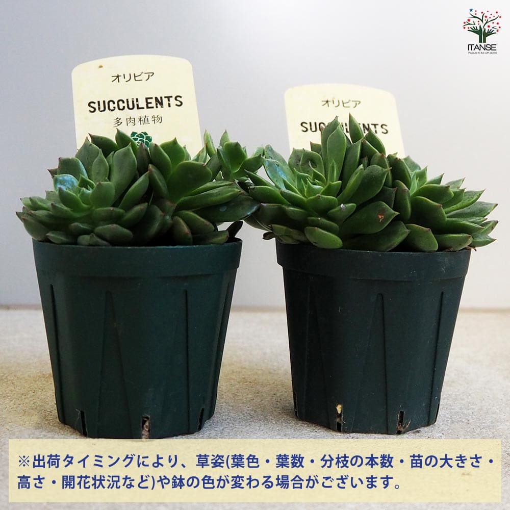多肉植物 オリビア 【多肉植物 2.5号鉢／1個売り】｜ 【植物の