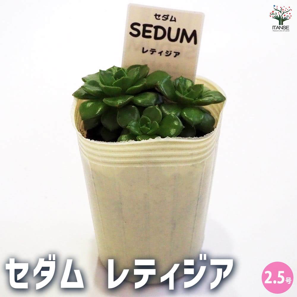 セダム レティジア 【多肉植物 2.5号／1個～】｜ 【植物のITANSE