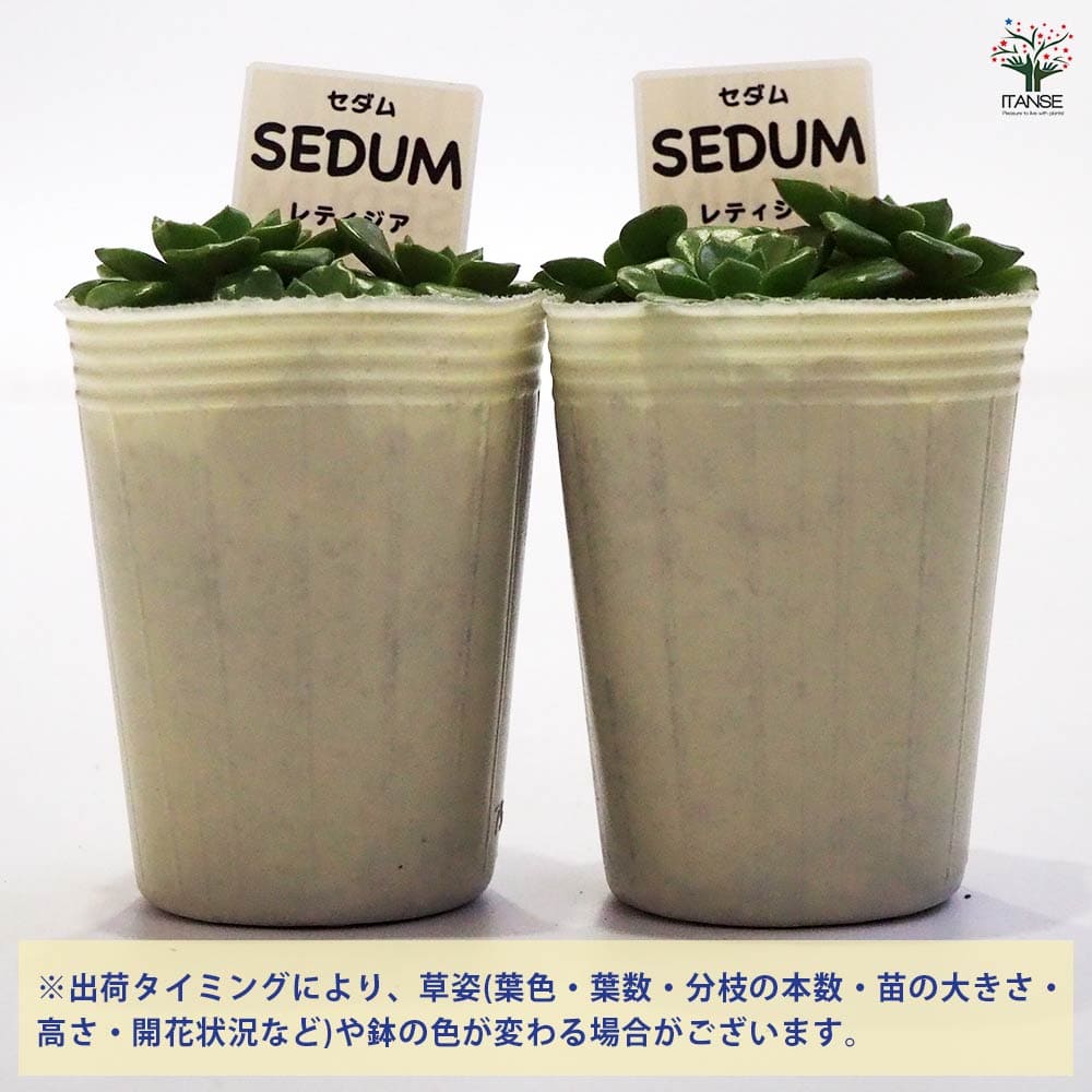 セダム レティジア 【多肉植物 2.5号／1個～】｜ 【植物のITANSE