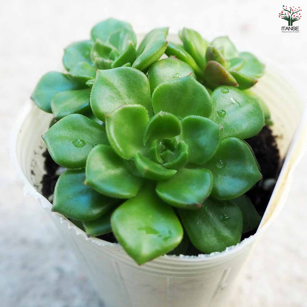 【レティジア５苗＆セダム】初心者様オススメ♡　木曜日発送 レティジア5苗＆セダム】初心者様オススメ♡ 木曜日発送 【公式通販】