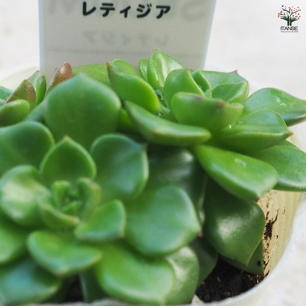 セダム レティジア 【多肉植物 2.5号／1個～】｜ 【植物のITANSE