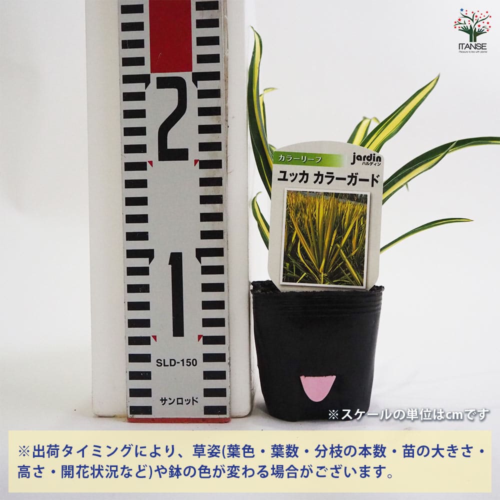 ユッカ カラーガード2個~ 【観葉植物 9cmポット】