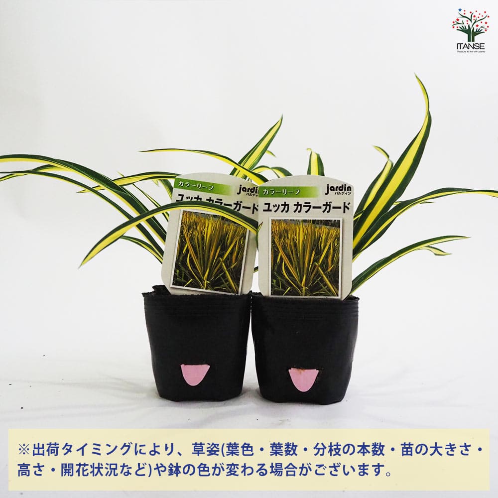 ユッカ カラーガード2個～ 【観葉植物 9cmポット】｜ 【植物の